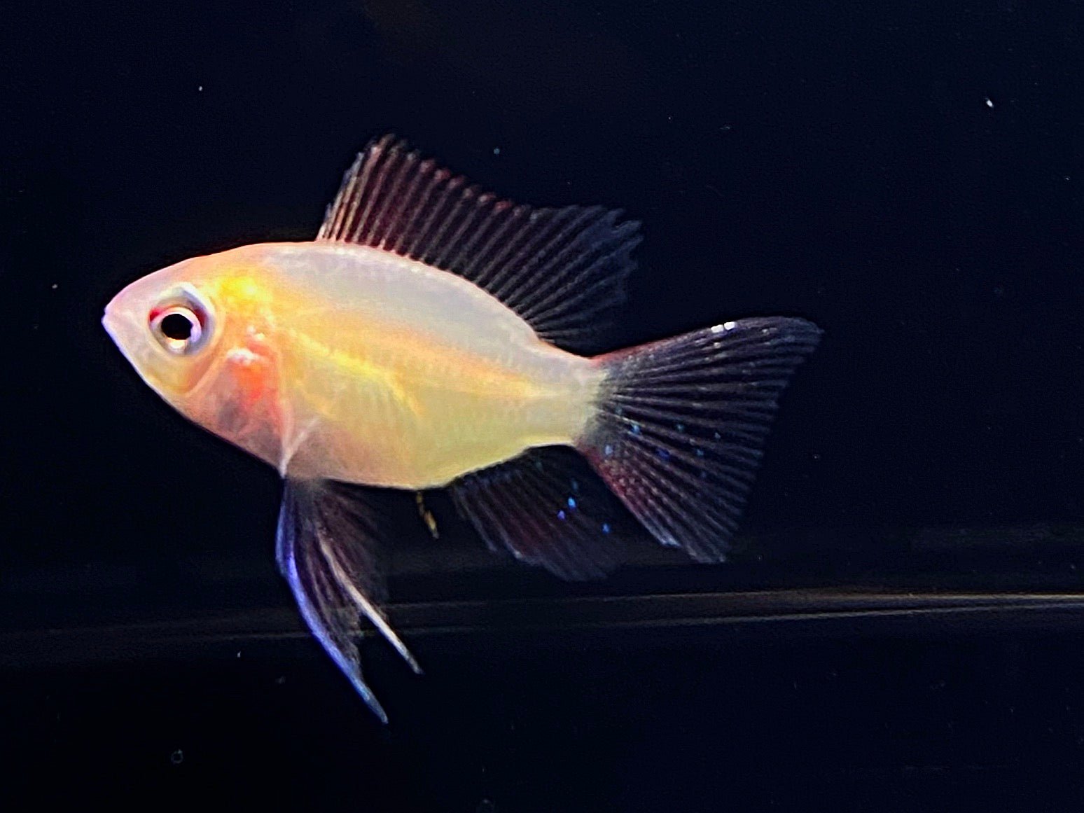 Sunkiss Balloon Ram - Aqua Huna