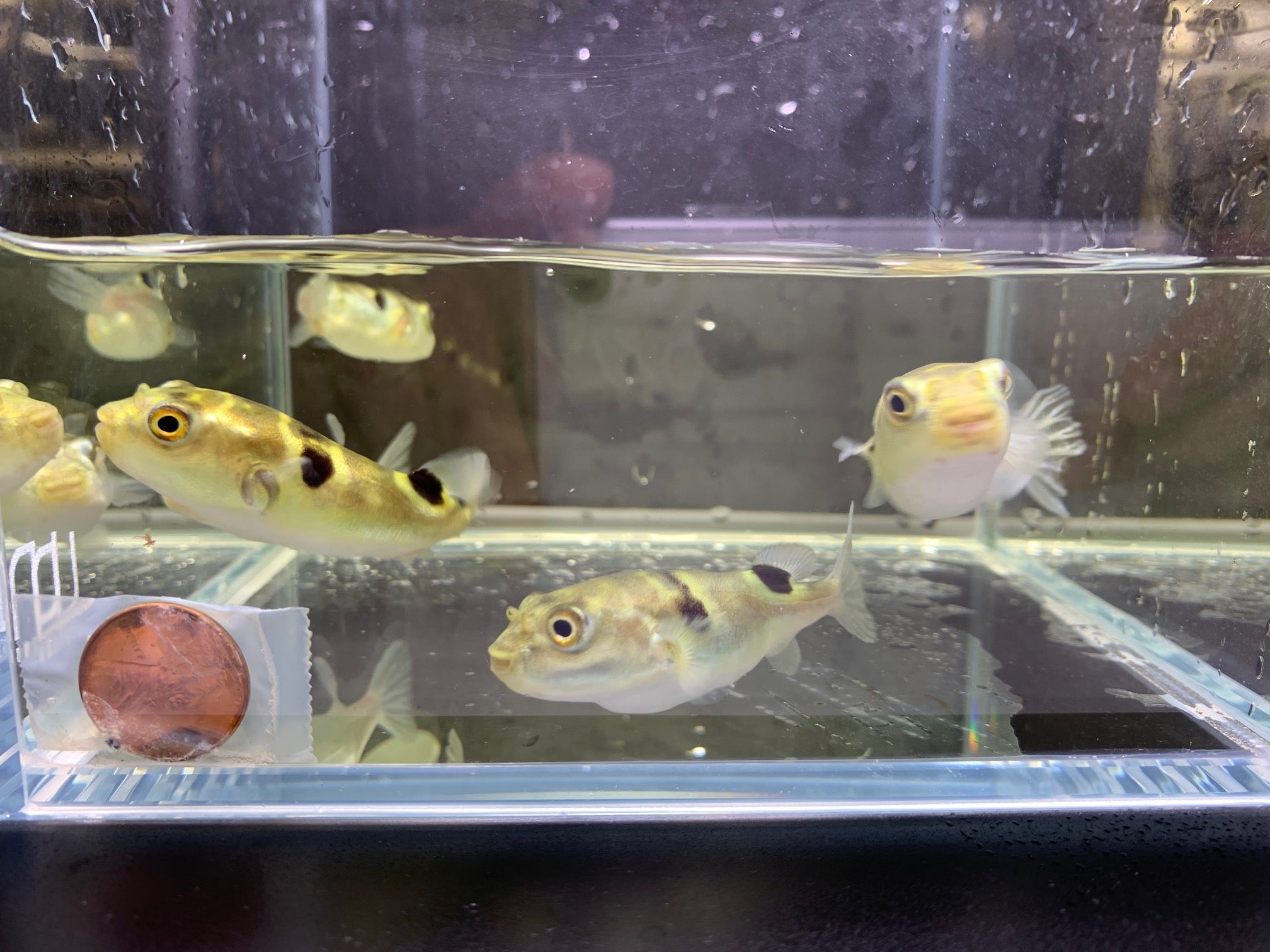 Taki Fugu Puffer - Aqua Huna