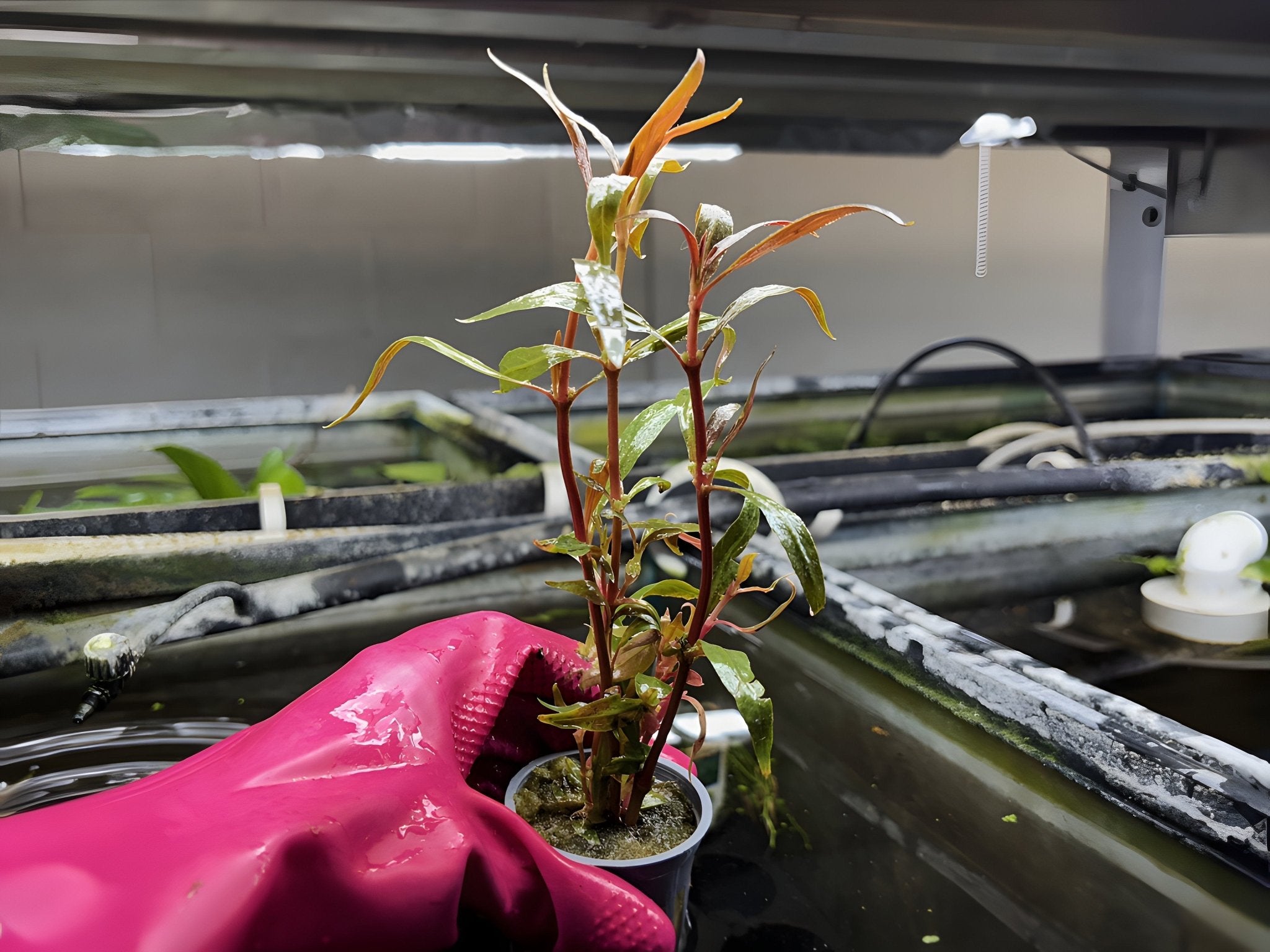 Telanthera - Potted Plant - Aqua Huna