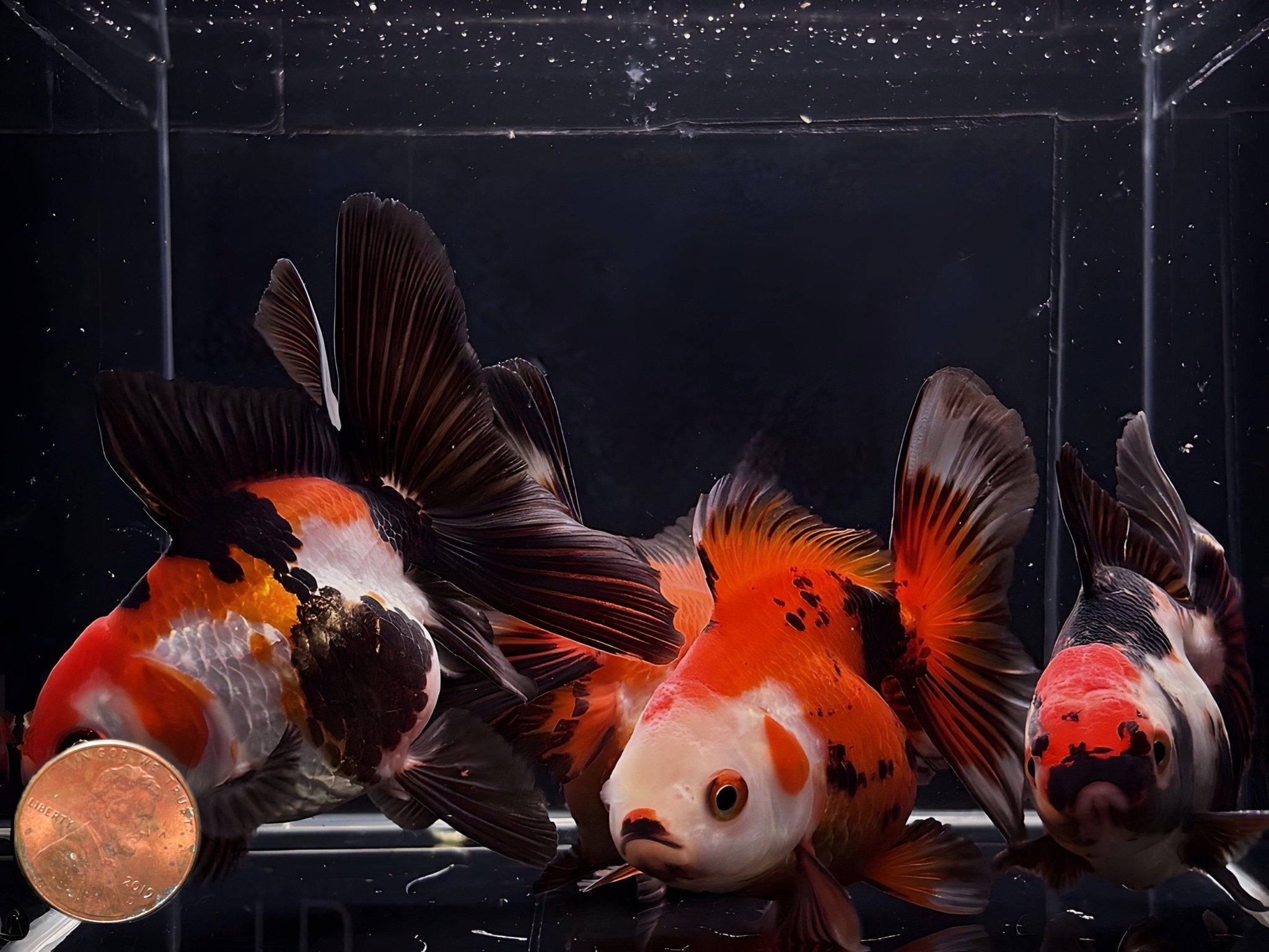Tri - Color Thailand Oranda Goldfish - 3.25" - 3.5" - Aqua Huna