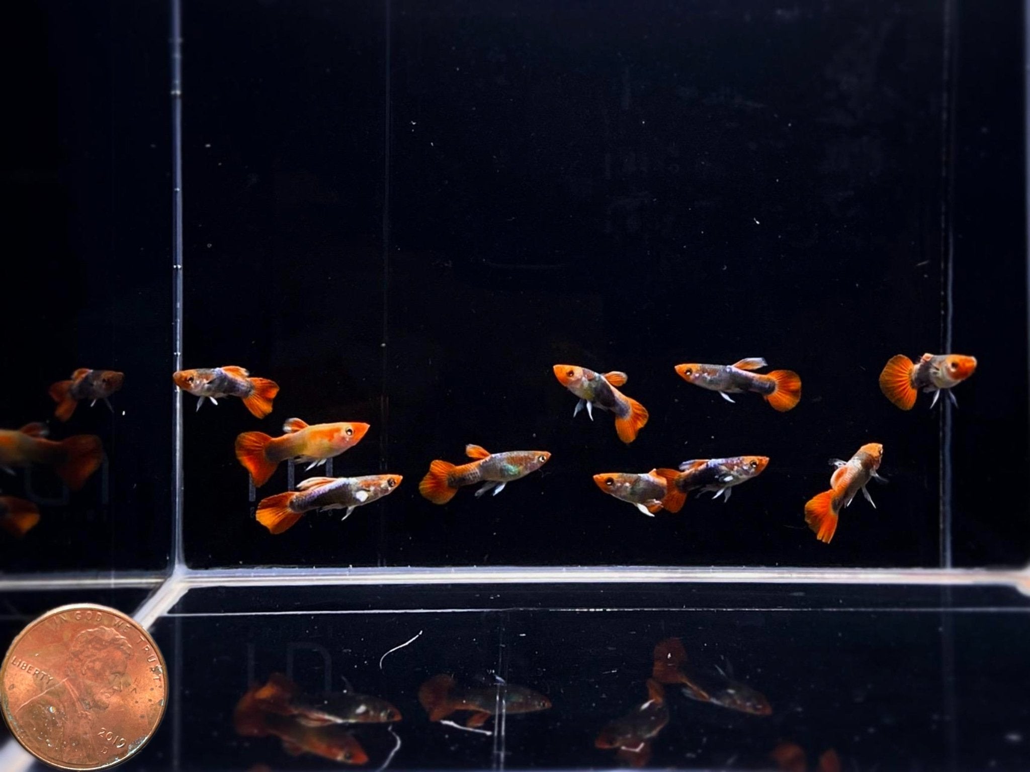 Tuxedo Koi Guppy Males - Aqua Huna