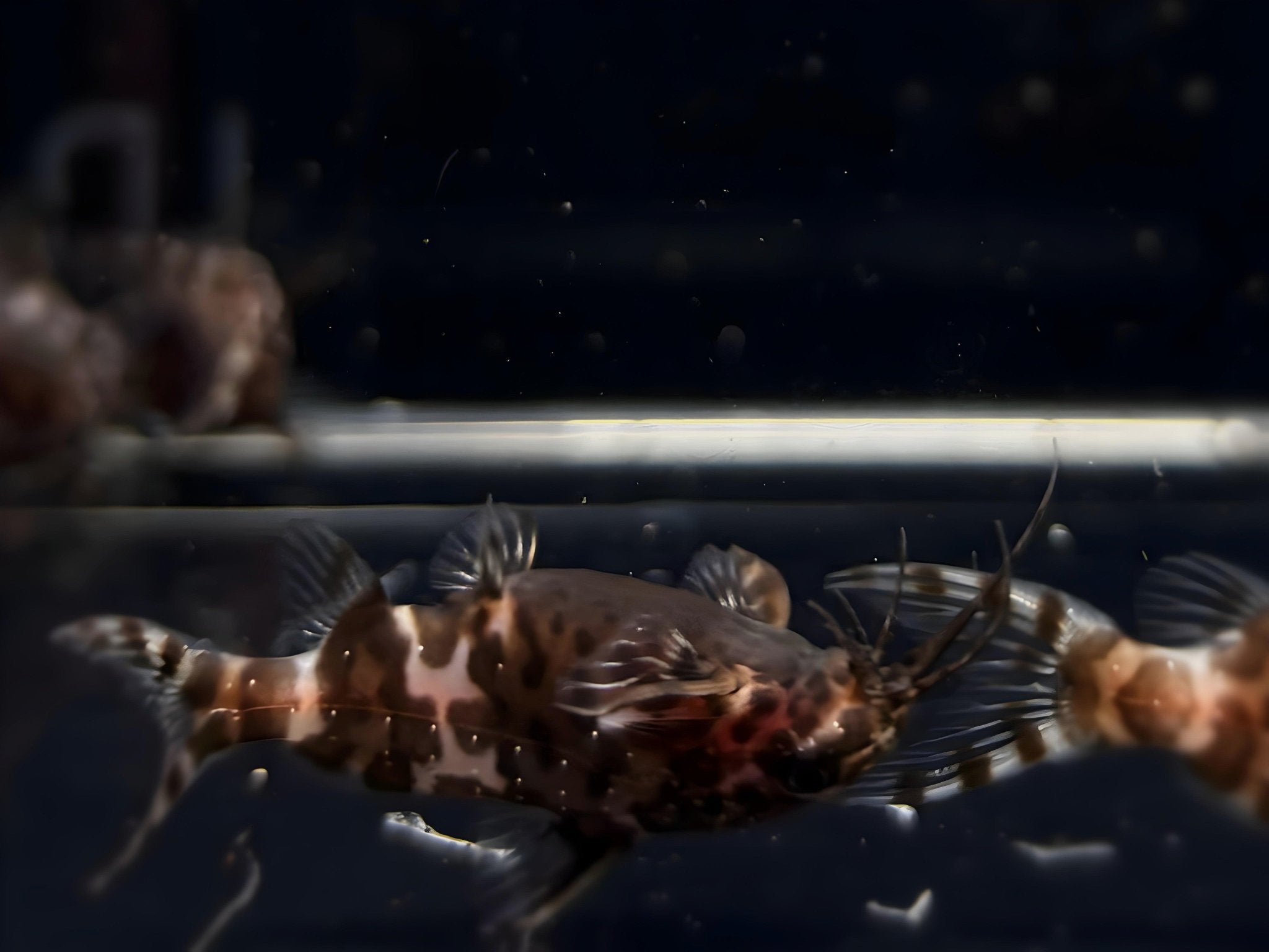 Upside - Down Catfish - Aqua Huna