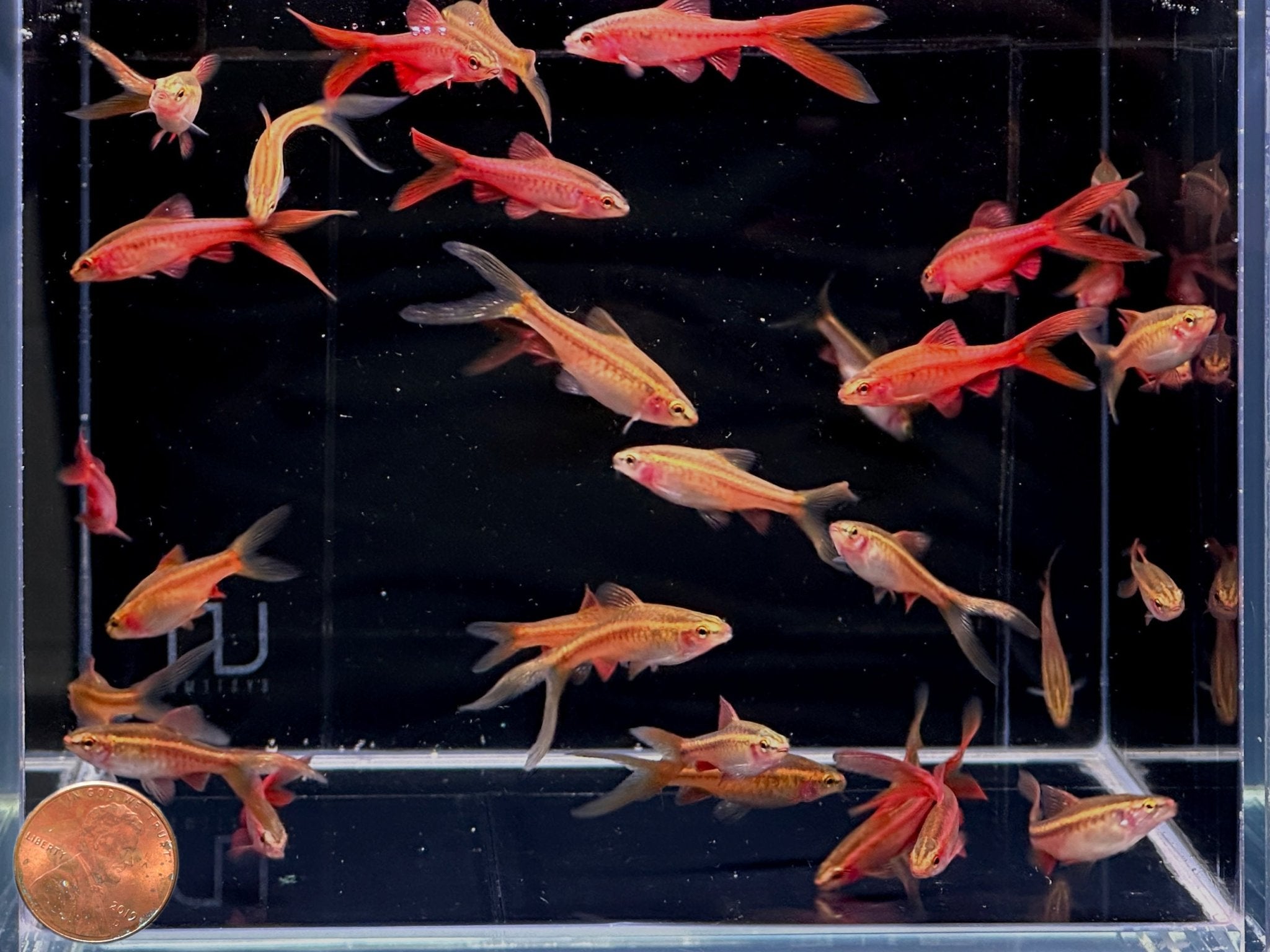 Veiltail Cherry Barb - Aqua Huna