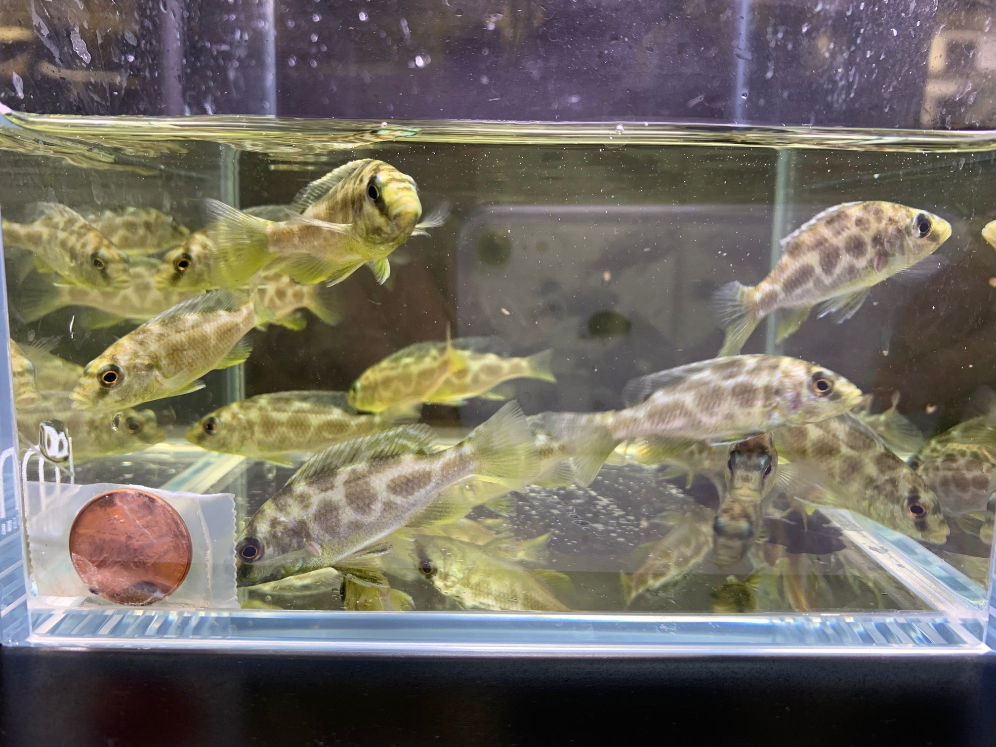 Venustus - Aqua Huna