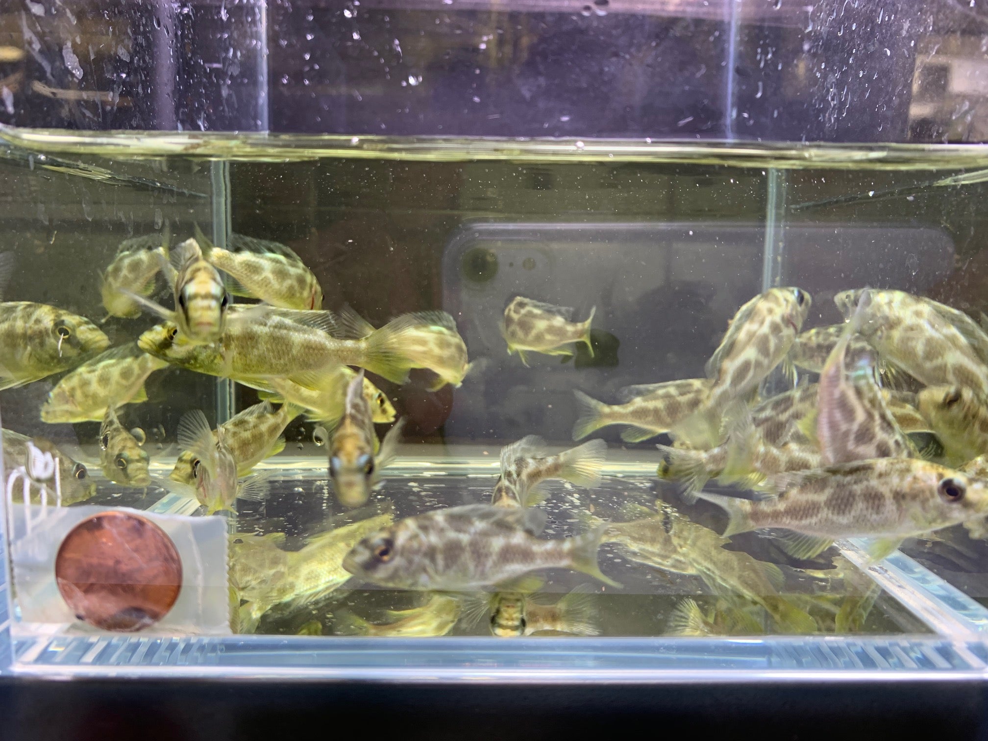 Venustus - Aqua Huna