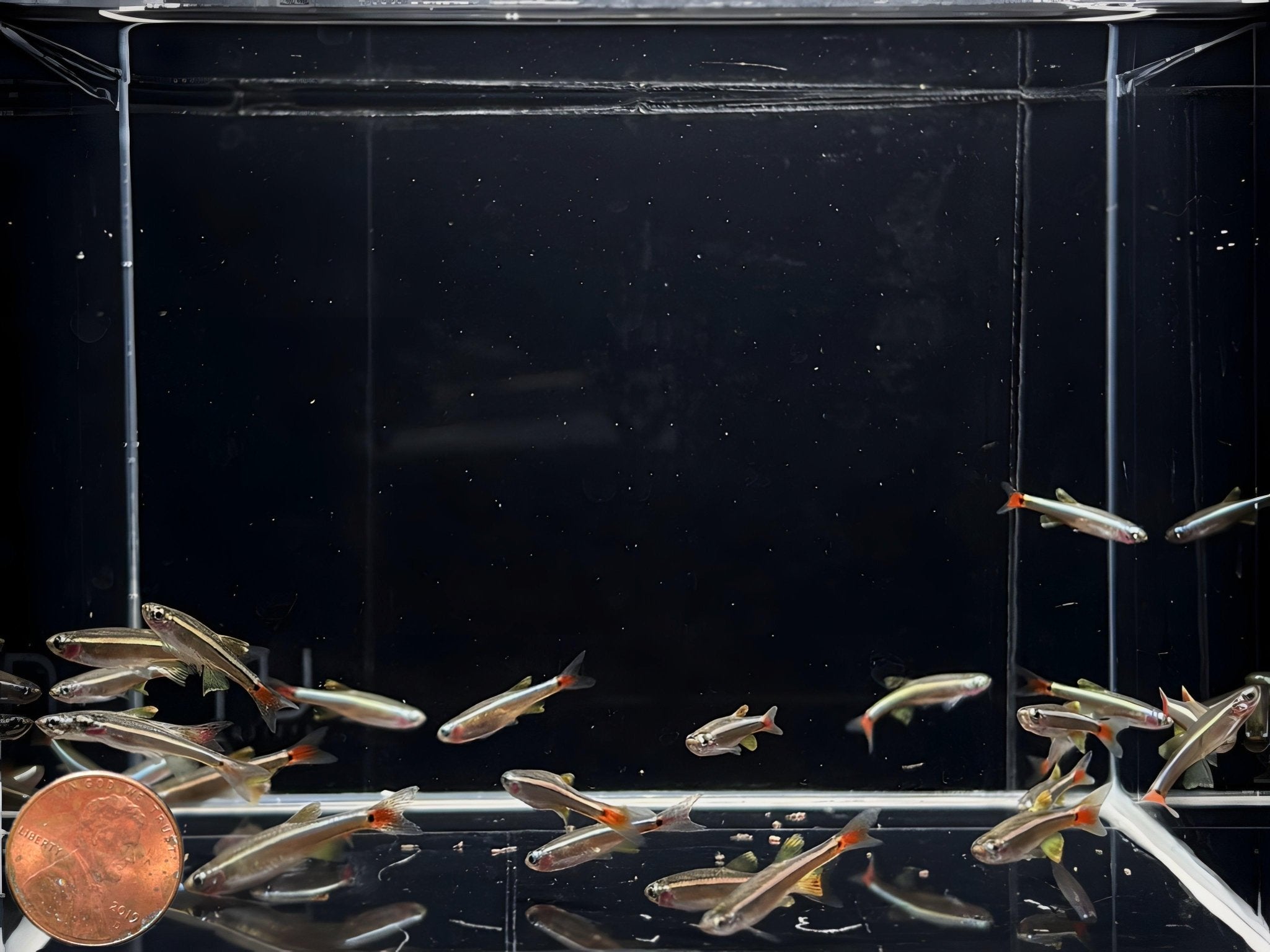 Vietnamese White Cloud - Aqua Huna