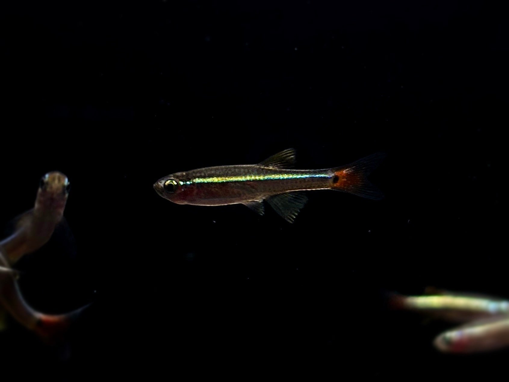 Vietnamese White Cloud - Aqua Huna