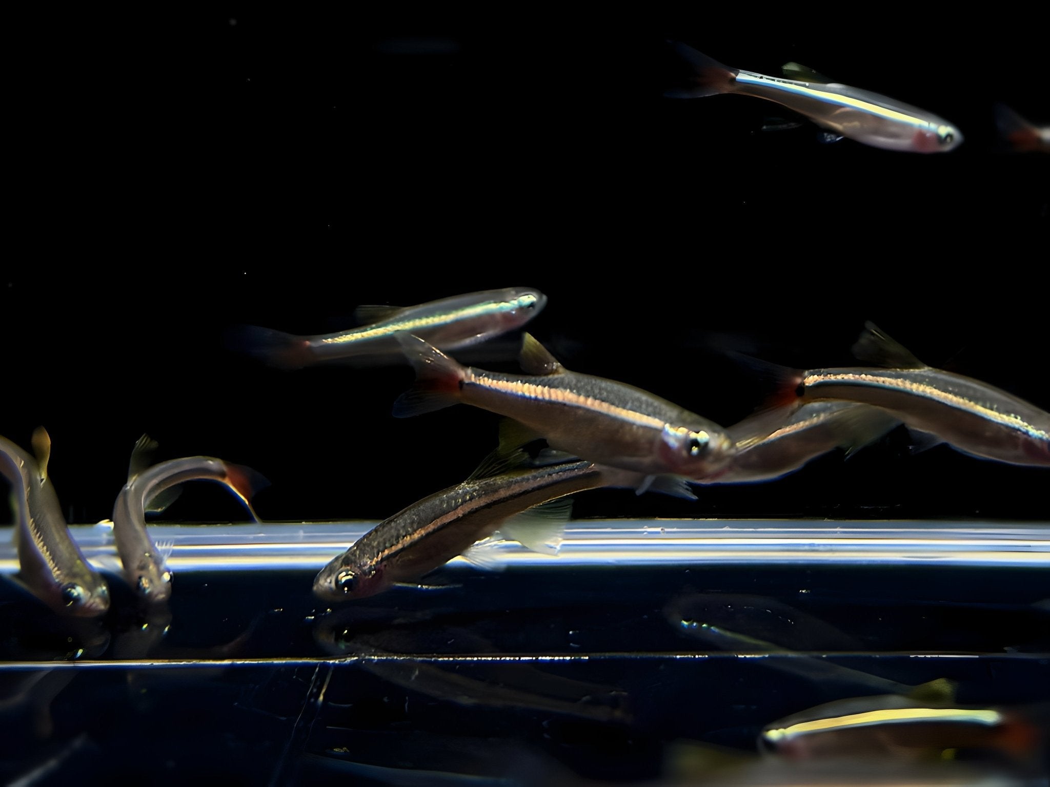 Vietnamese White Cloud - Aqua Huna