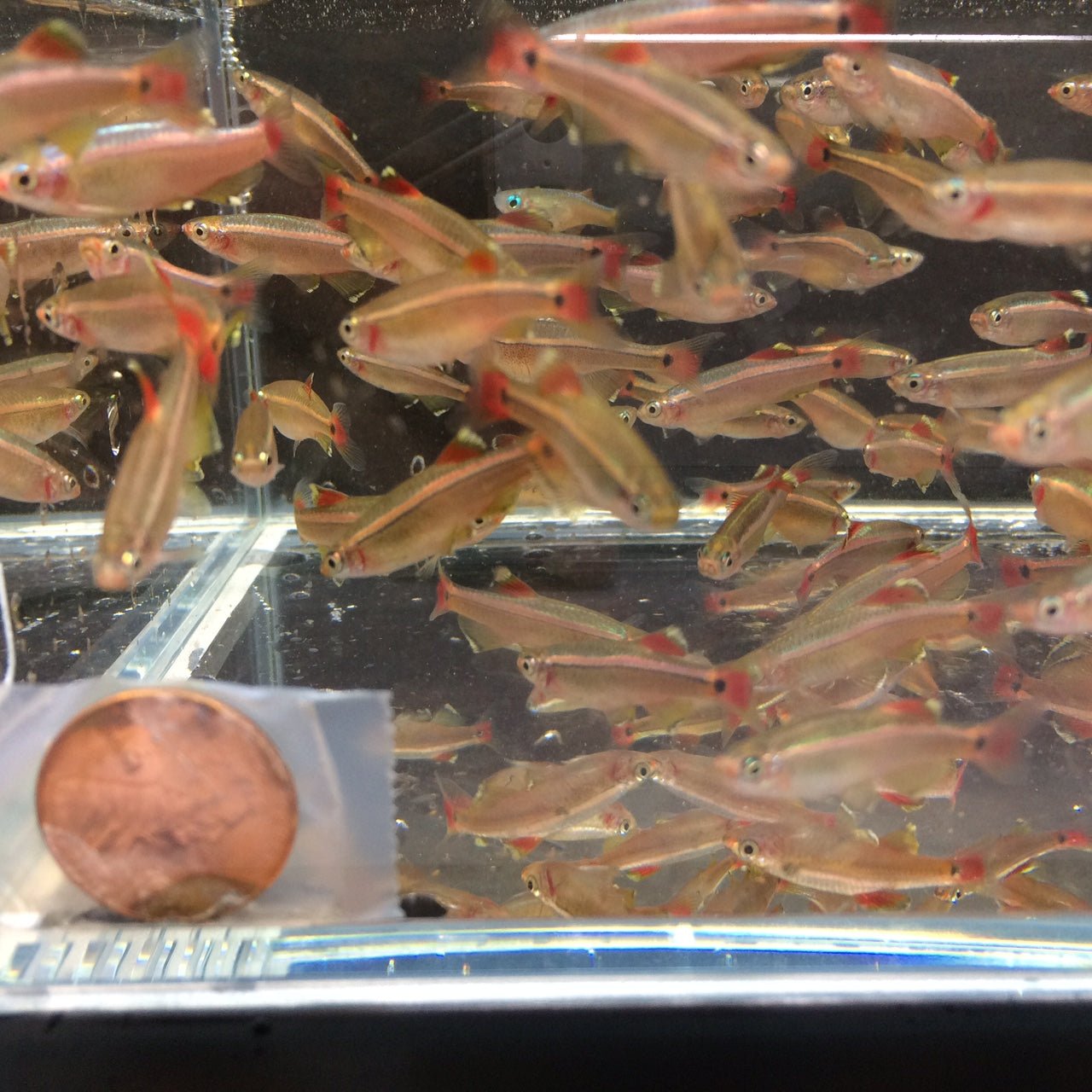 White Cloud (Size M) - Aqua Huna