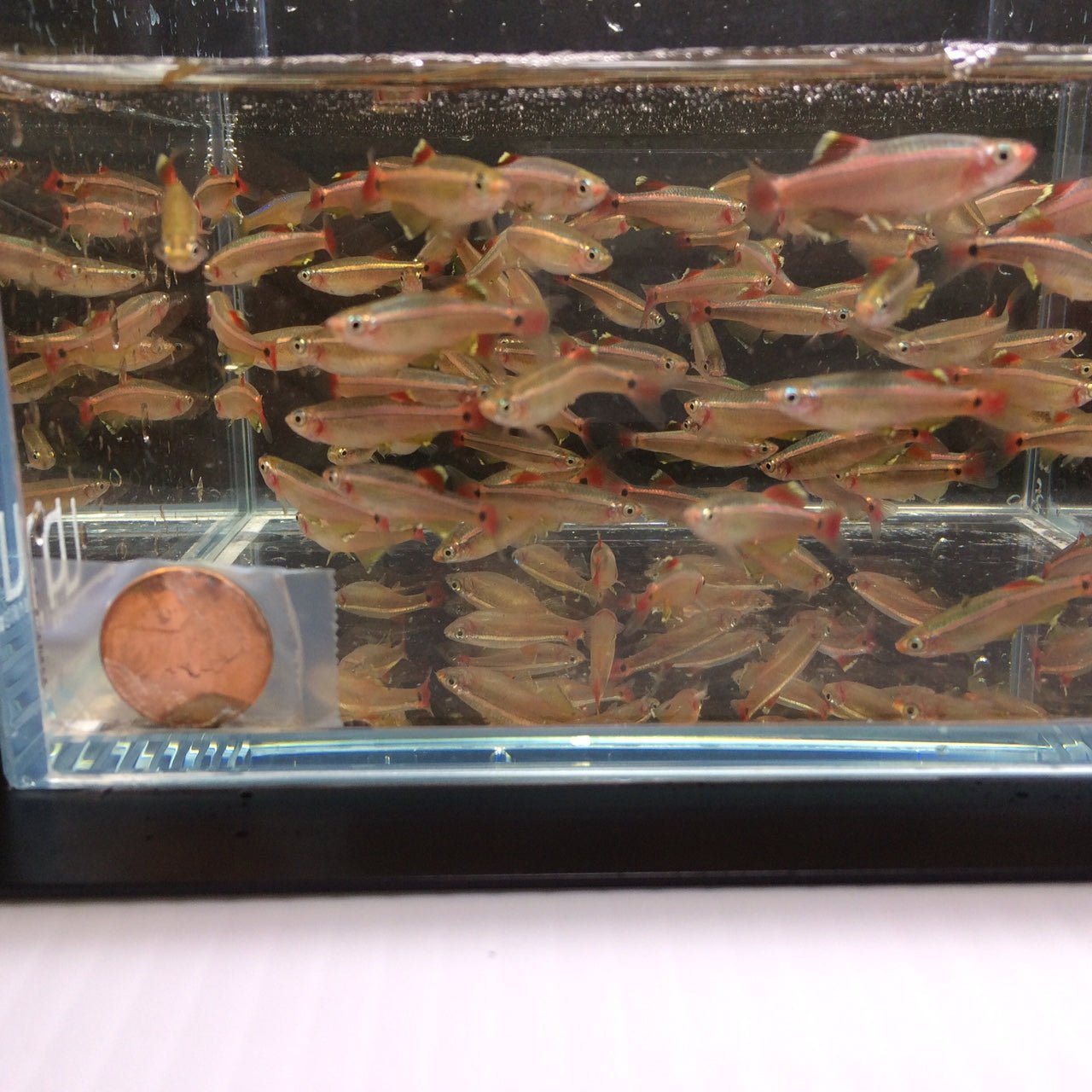 White Cloud (Size M) - Aqua Huna