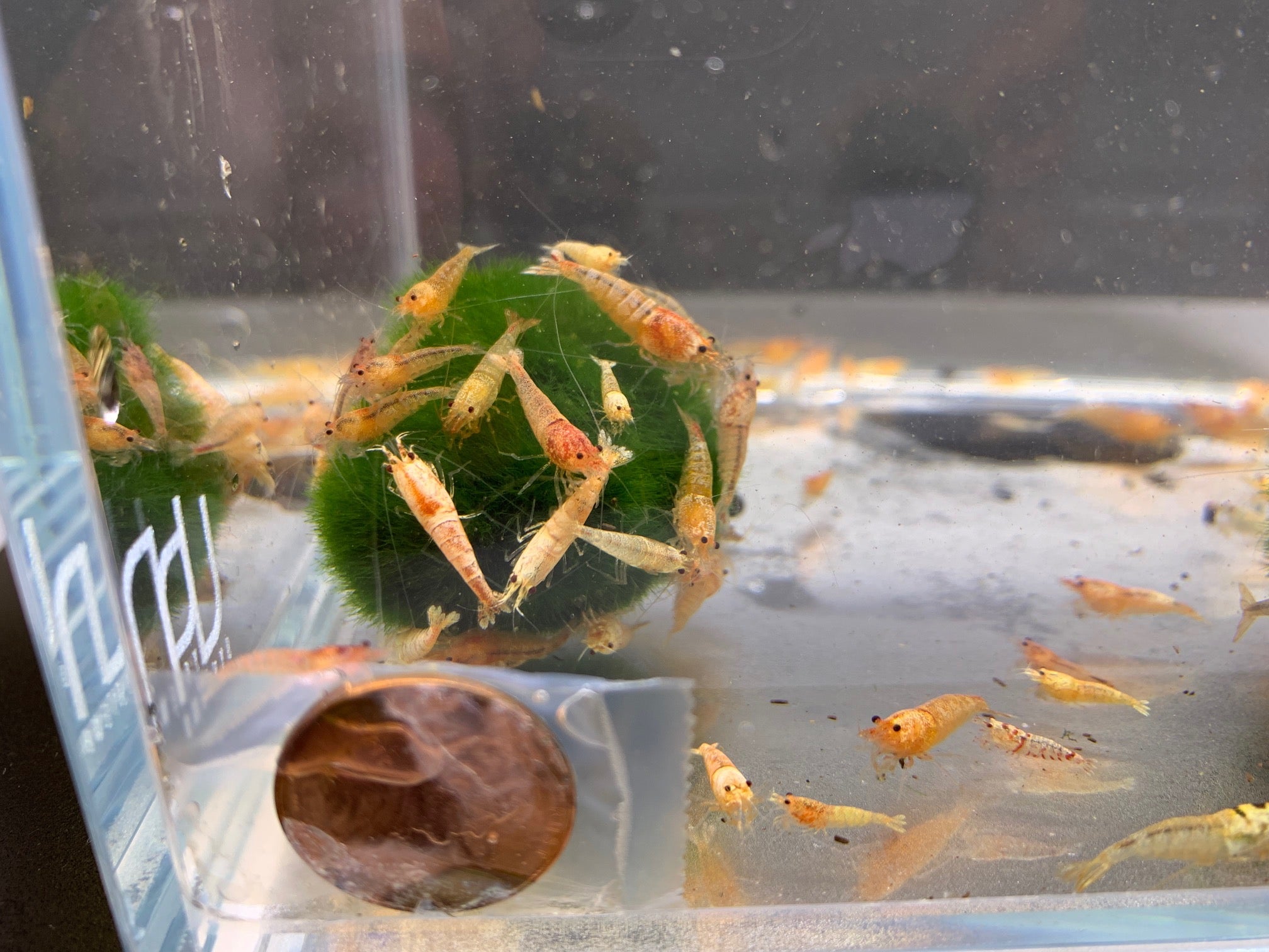 Yellow Crystal Shrimp - Aqua Huna