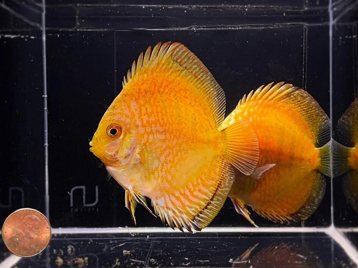 Yellow Pigeon Blood Discus - Aqua Huna