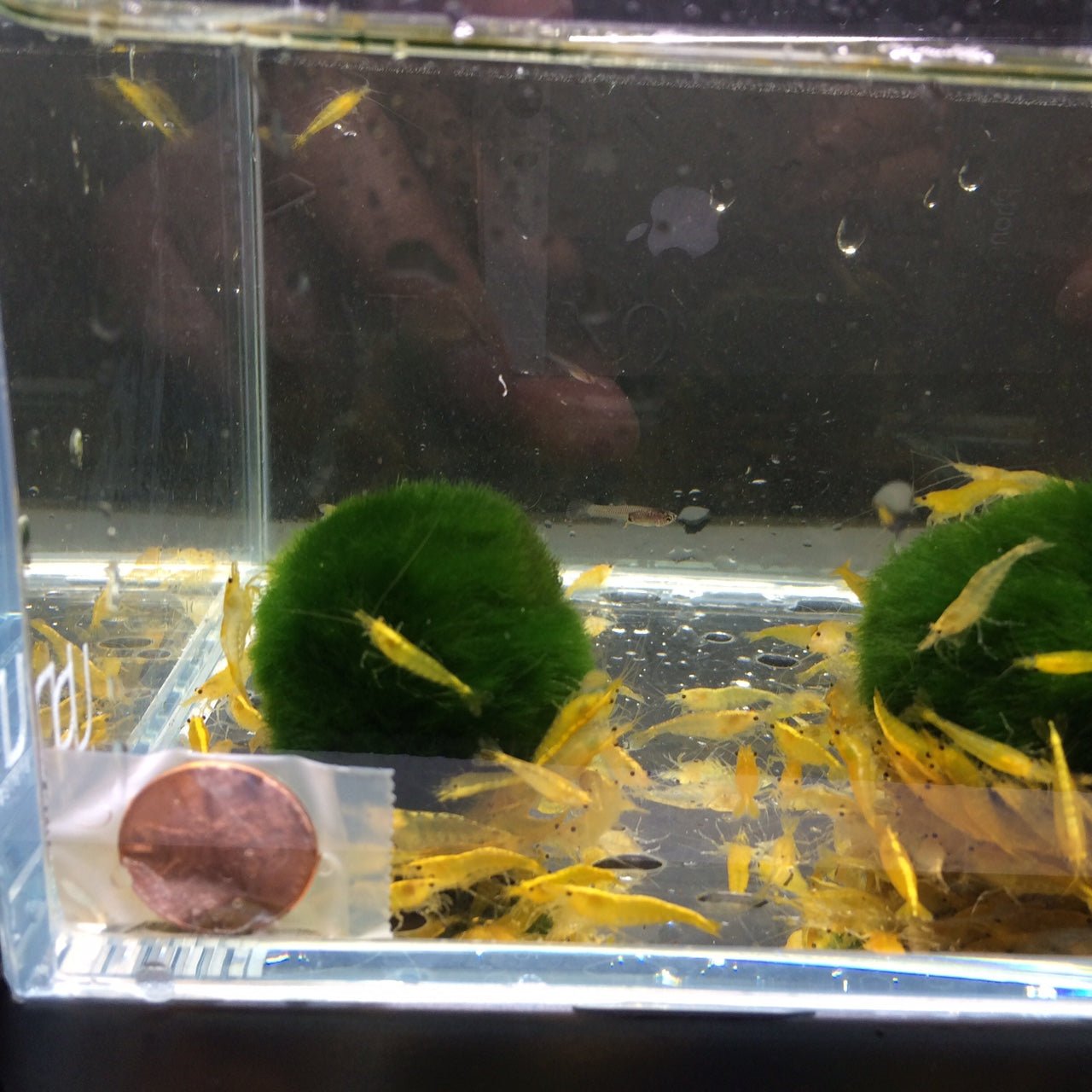 Yellow Rice Shrimp - Aqua Huna