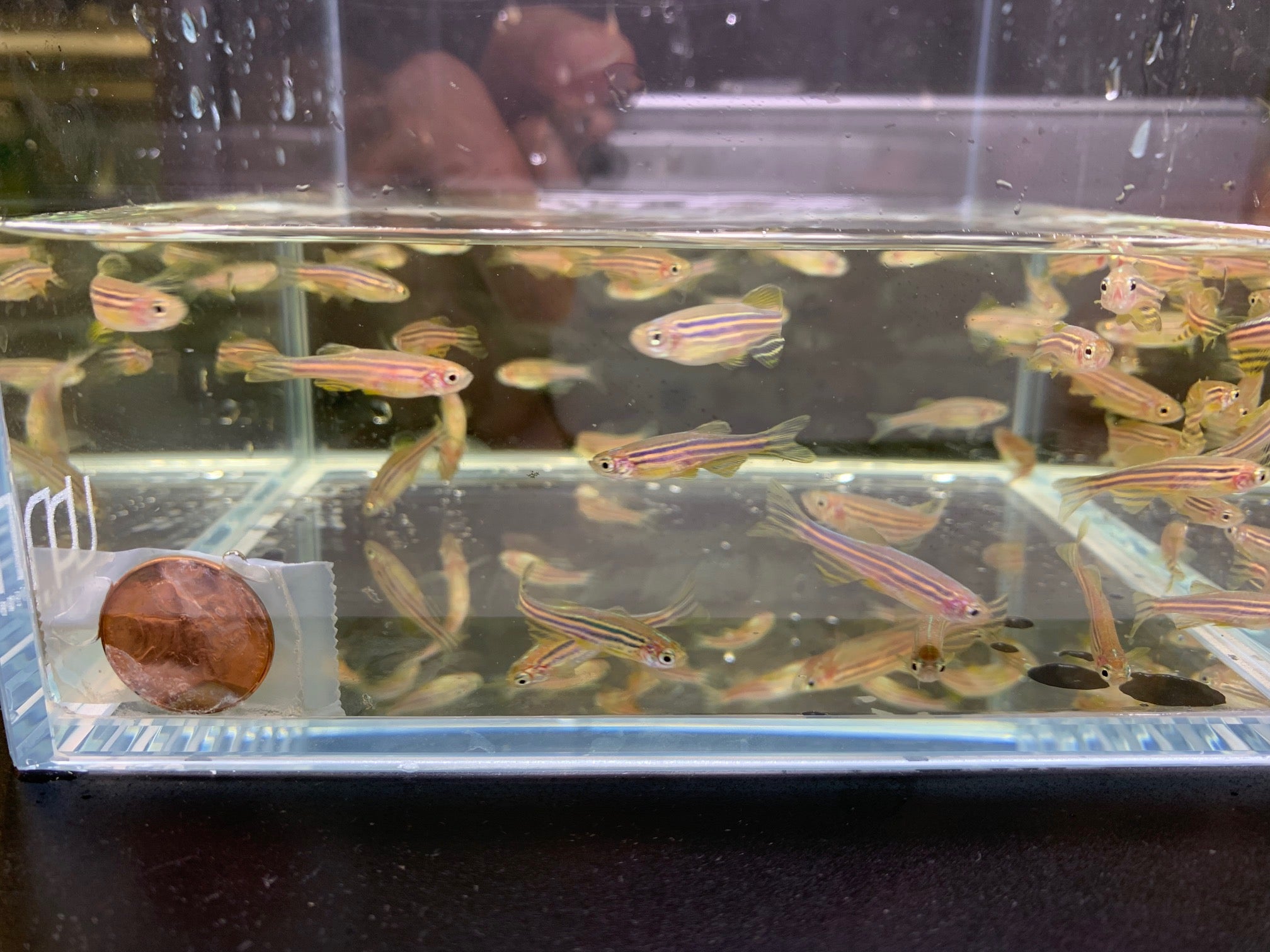 Zebra Danio - Aqua Huna