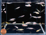 Assorted Sparkle Medaka Ricefish