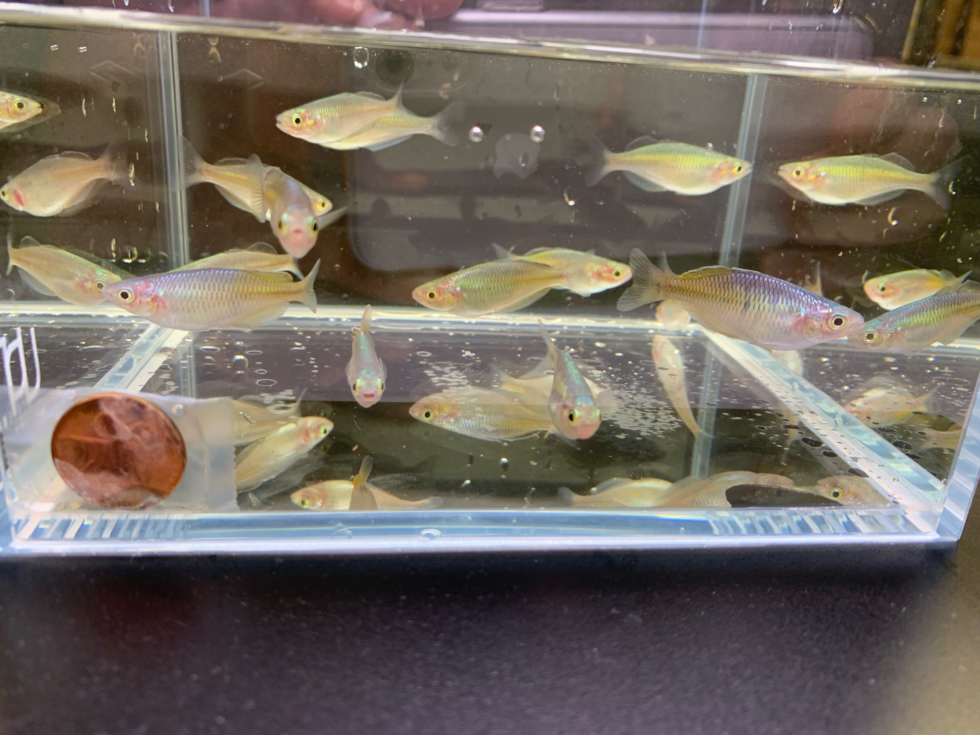 Boesemani Rainbow Fish - Aqua Huna