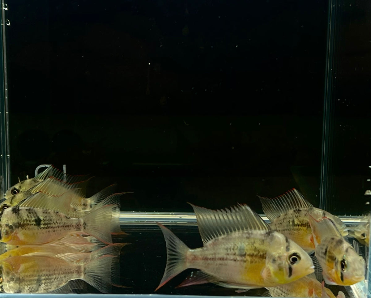 Bolivian Ram Colorful Freshwater Cichlid Fish for Sale Aqua Huna