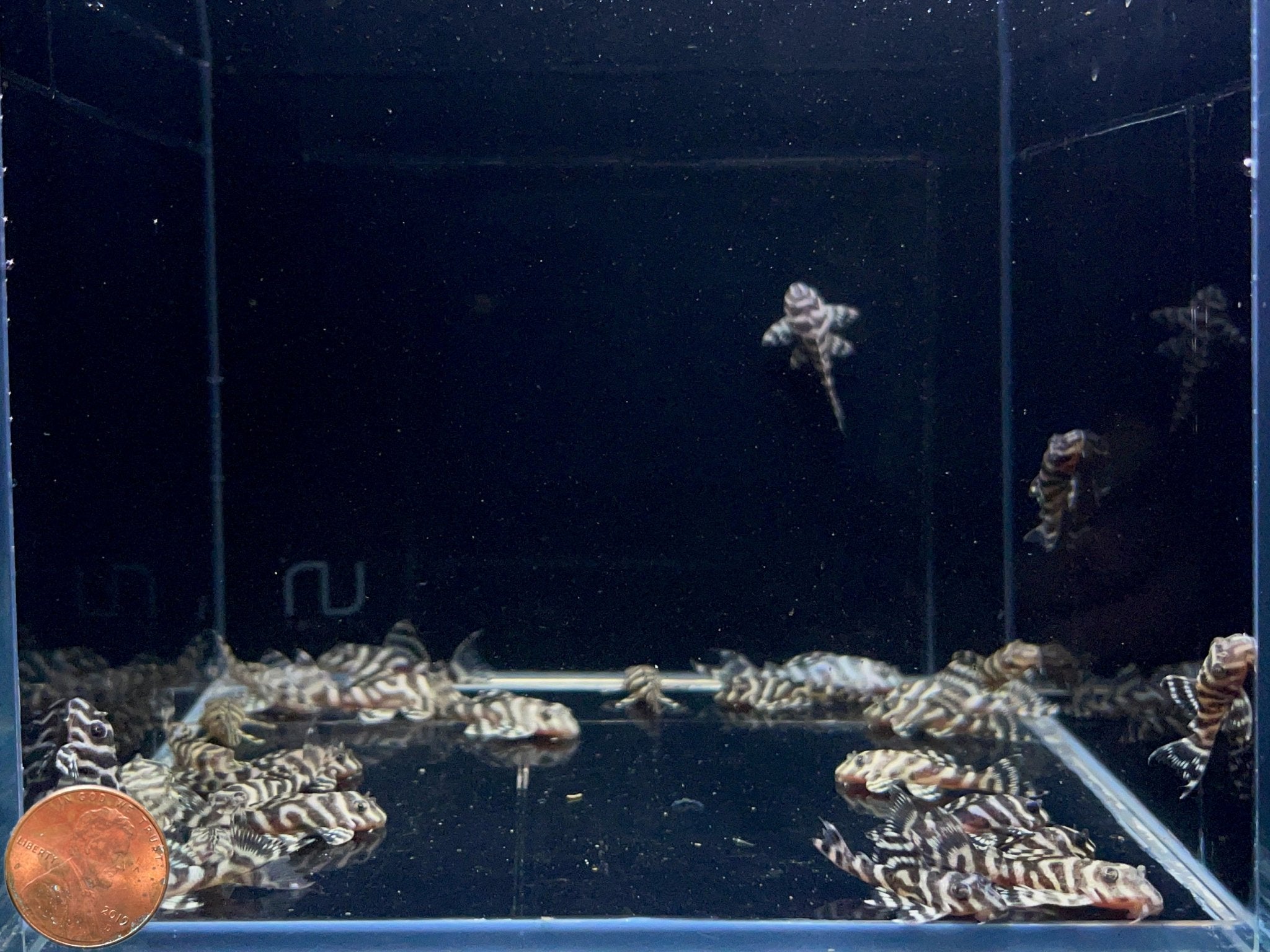 L333 Yellow King Tiger Pleco (1.5") - Aqua Huna