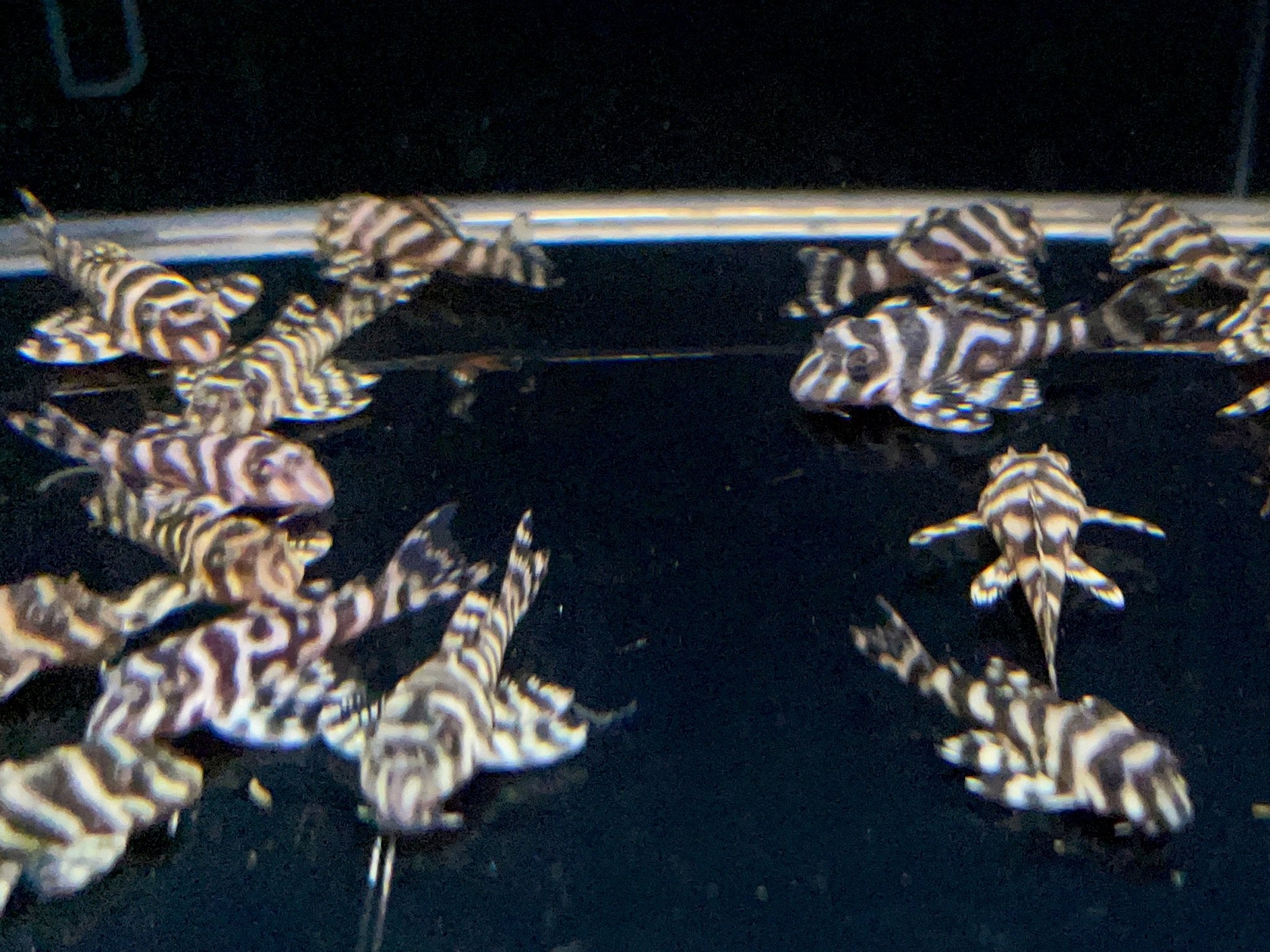 L333 Yellow King Tiger Pleco (1.5") - Aqua Huna