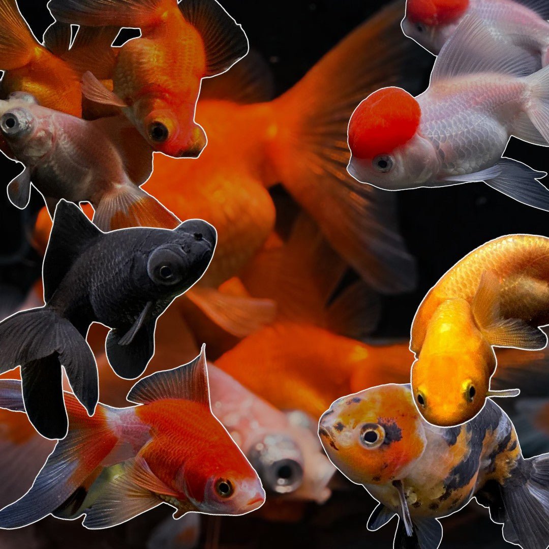 Goldfish - Aqua Huna
