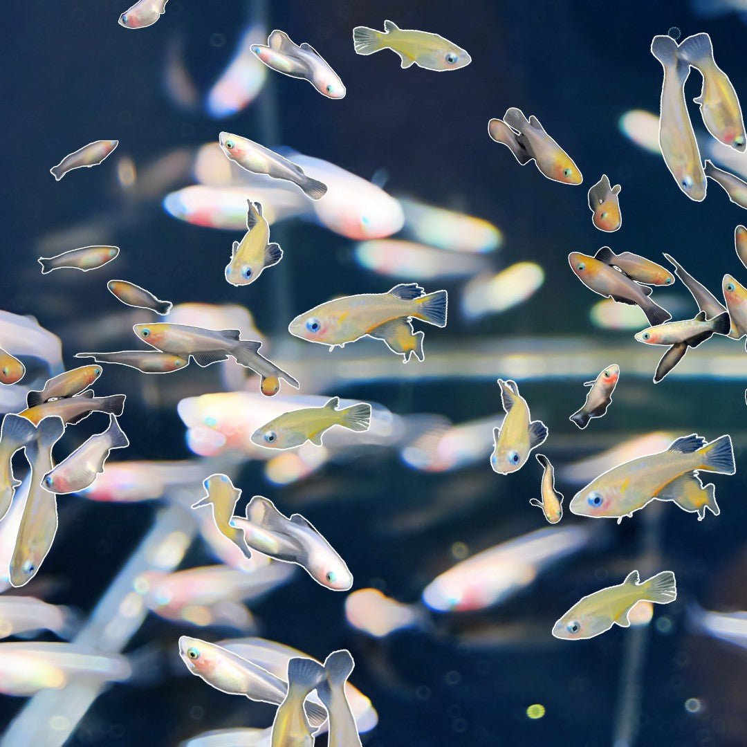 Ricefish | Unique Freshwater Aquarium Fish – Aqua Huna