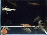 Amano Shrimp - Jumbo (XXL)