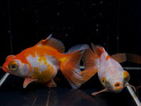 Assorted Butterfly Tail Goldfish - 4-4.5"