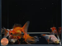 Assorted Butterfly Tail Goldfish - 2-2.5"