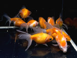 Assorted Pearl Scale Goldfish - 2"