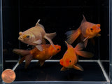 Assorted Pompom Goldfish - 3.5"