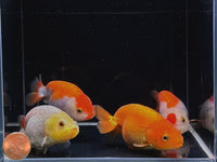 Assorted Ranchu Goldfish - 3"