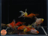 Assorted Ryukin Goldfish - 2-2.5"