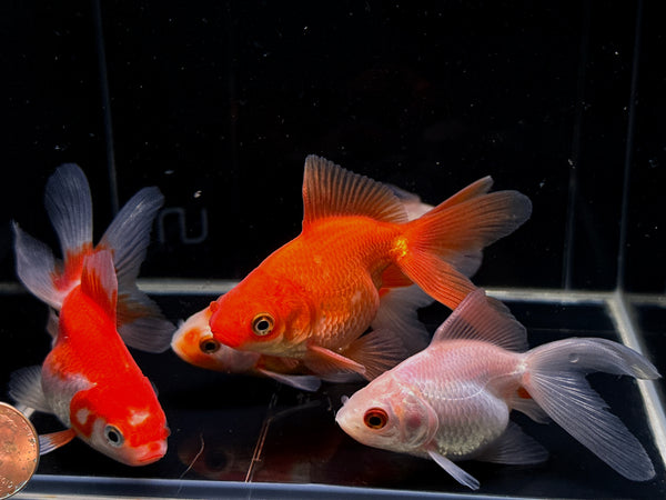 Assorted Ryukin Goldfish 3"