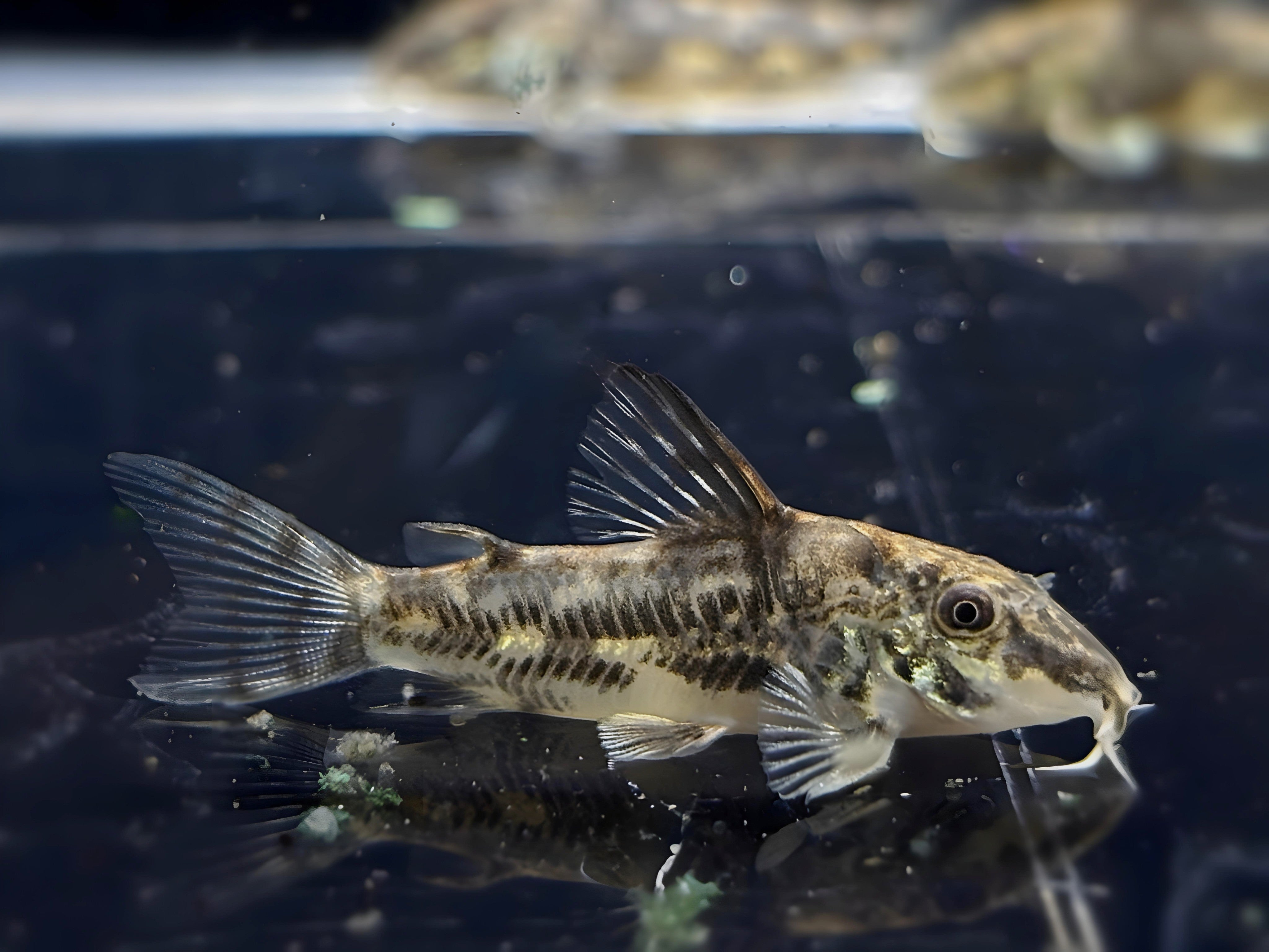 Barbatus Cory