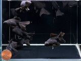 Black Butterfly Tail Goldfish - 2 - 2.5"