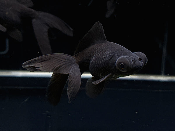 Black Moor Goldfish - 2-2.5"