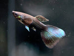 Black Moscow Guppy Males