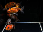 Calico Ranchu Goldfish - 2.0"