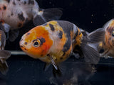 Calico Ranchu Goldfish - 3"