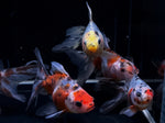 Calico Ryukin Goldfish - 3"