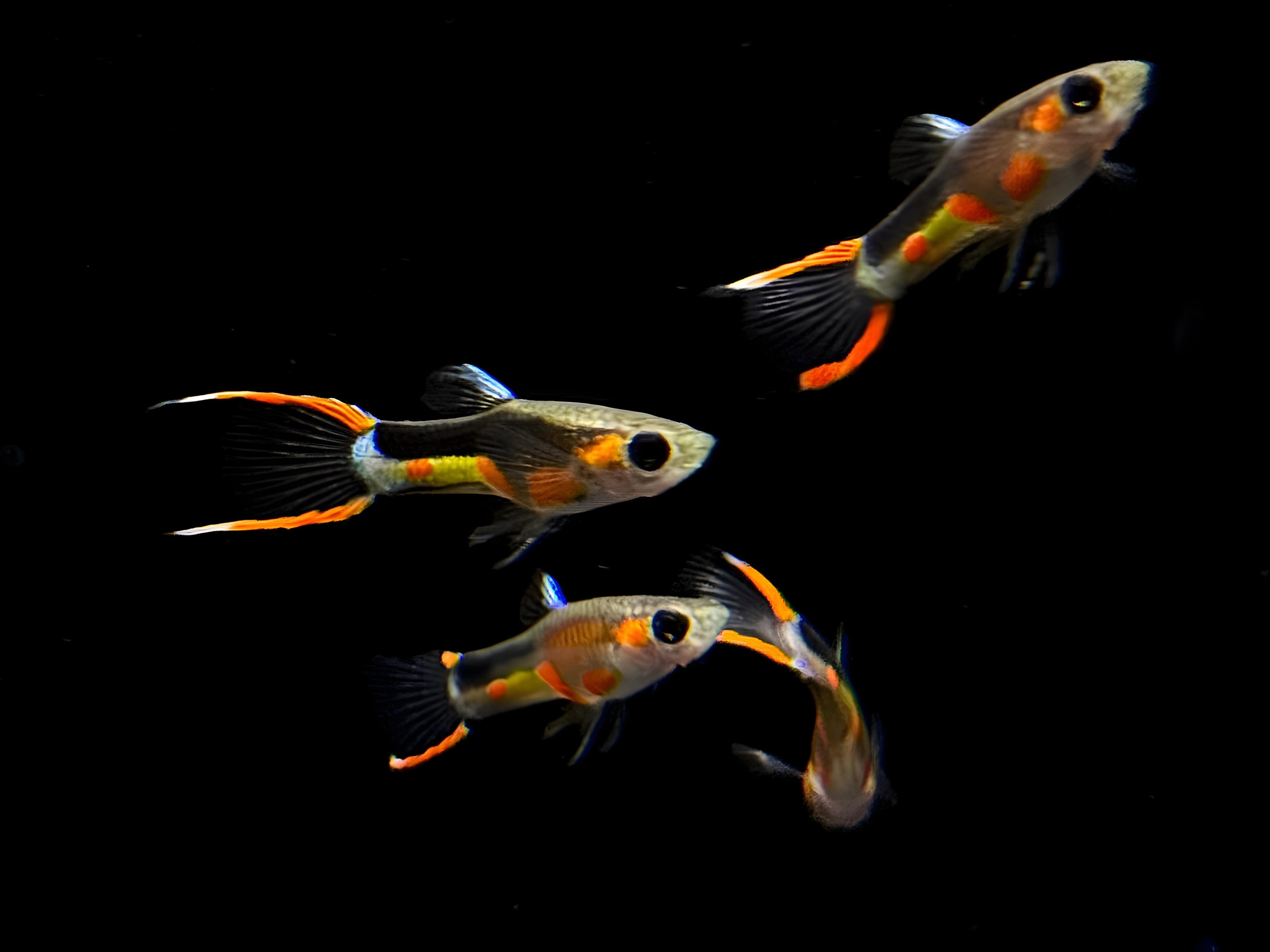 Campoma No. 33 Endler Pair