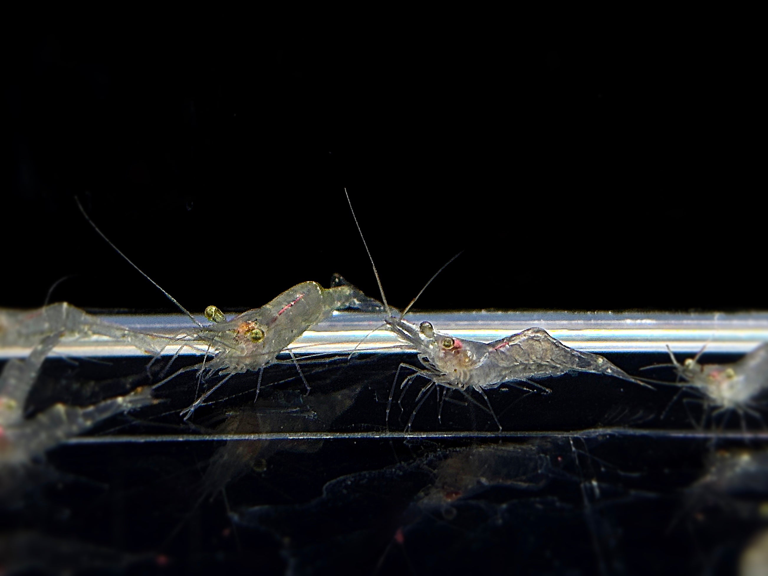 Ghost Shrimp