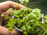 Hydrocotyle Sp. Japan - Potted Plant