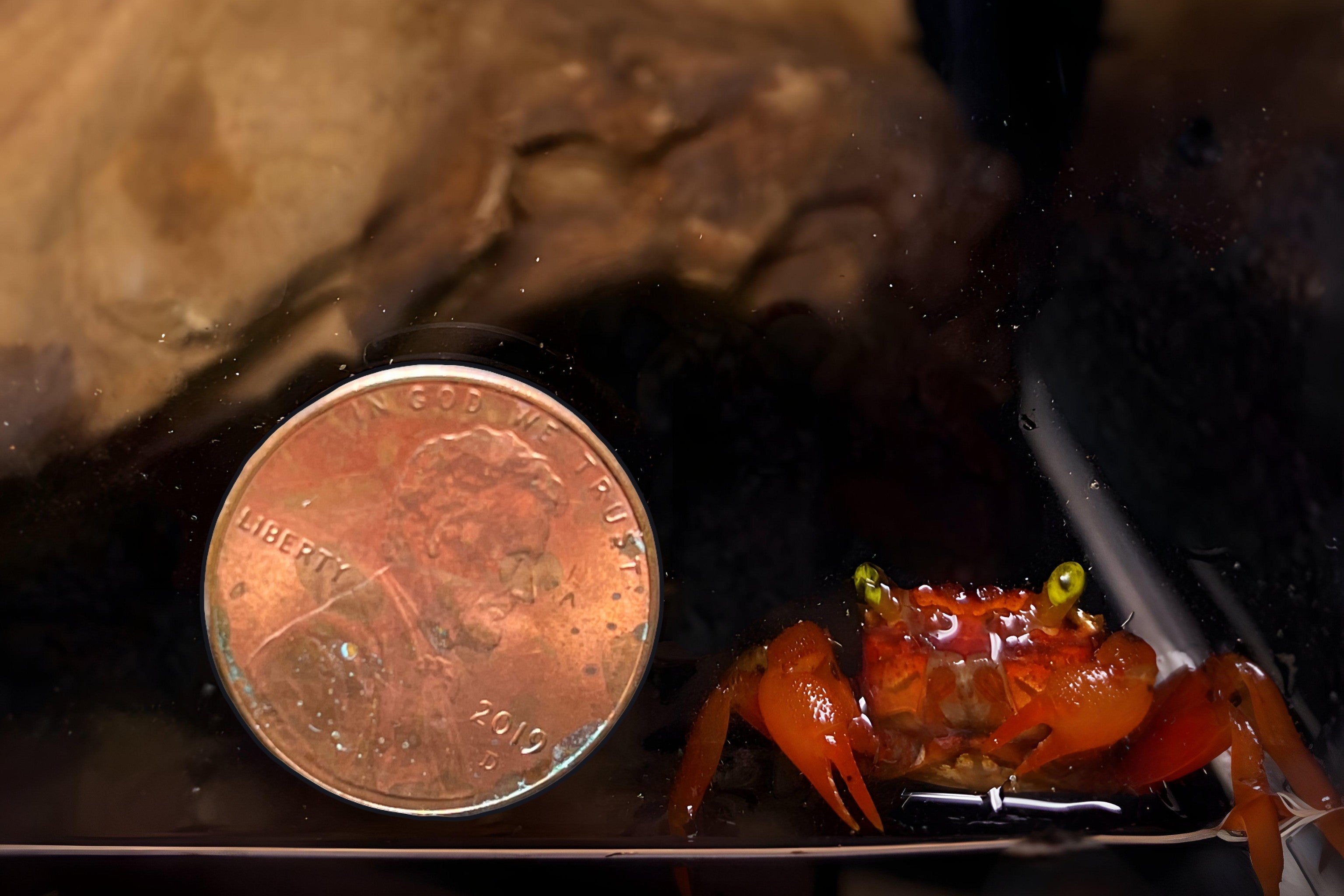 Assorted Vampire Crab - Unique Freshwater Crab for Sale