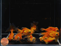 Red Butterfly Tail Goldfish - 2-2.5"
