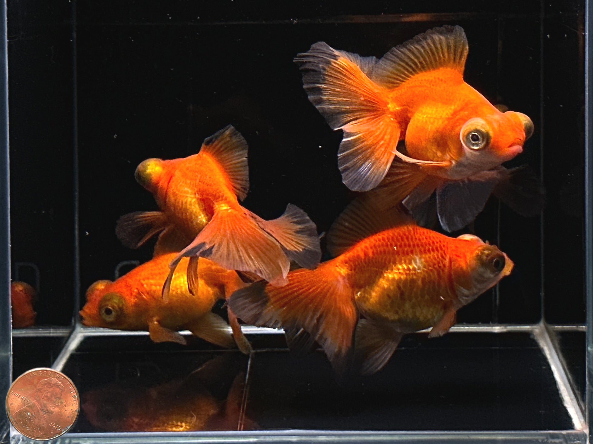 Red Butterfly Tail Goldfish - 3" - Aqua Huna