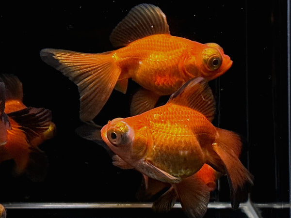 Red Butterfly Tail Goldfish - 3"