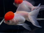 Red Cap Oranda Goldfish - 4-4.5"