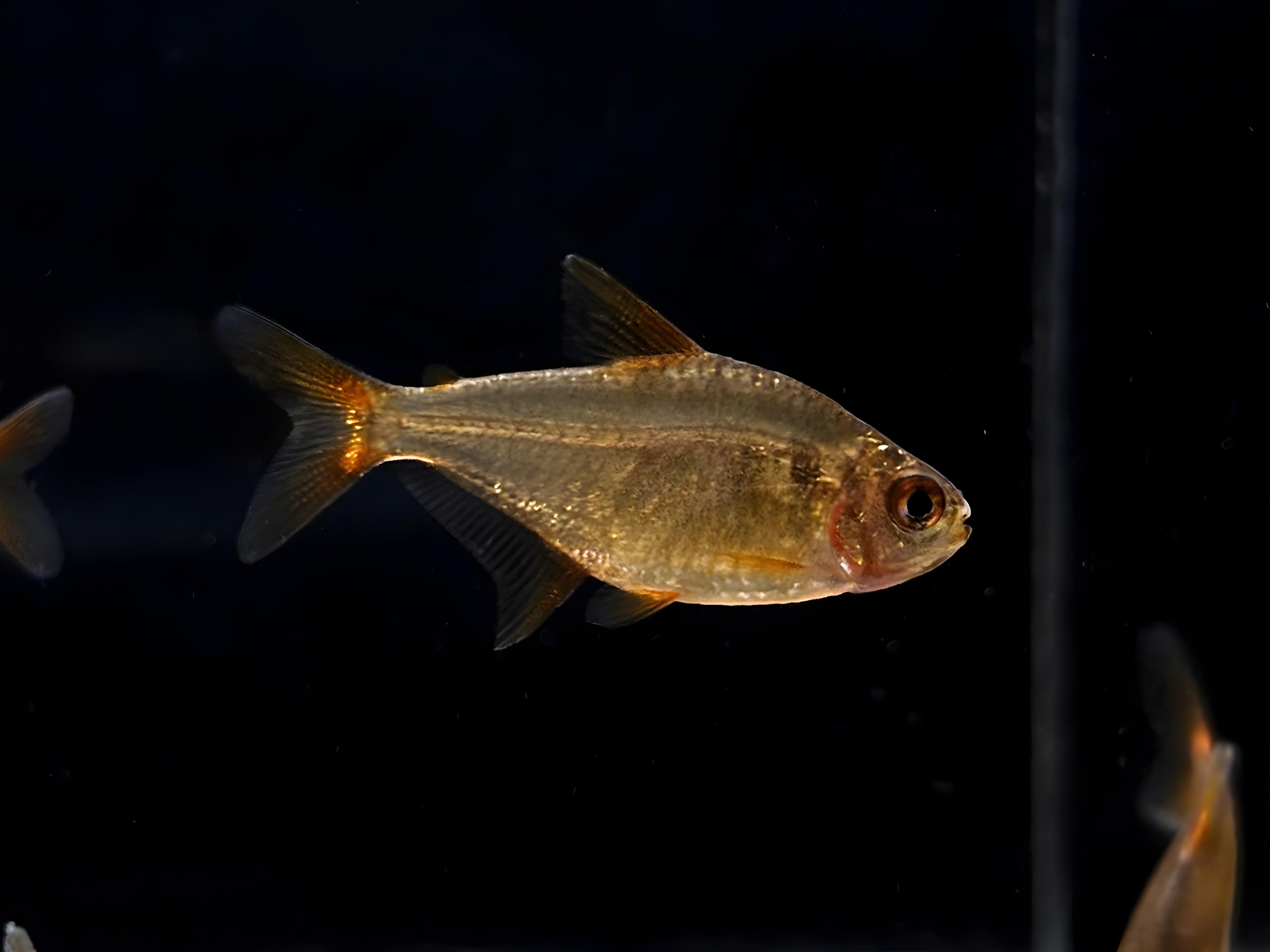 Red Cherry Tetra