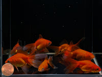 Red Ryukin Goldfish - 2-2.5"